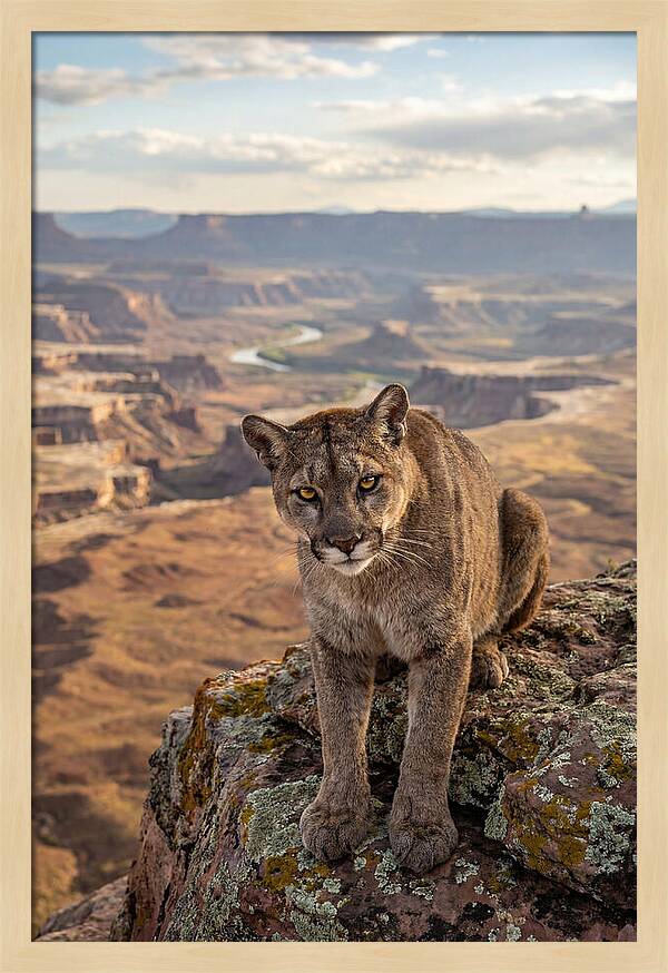 Majestic Mountain Lion Resting