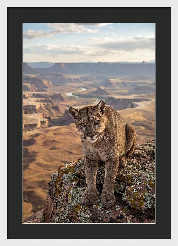 Majestic Mountain Lion Resting