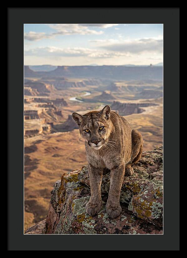Majestic Mountain Lion Resting