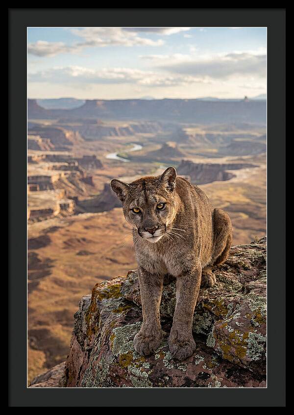 Majestic Mountain Lion Resting