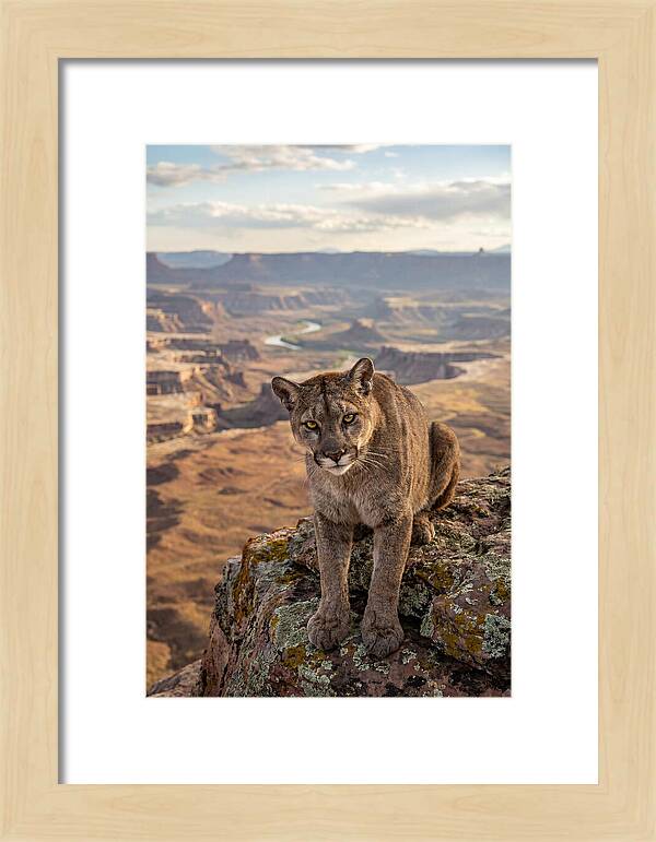 Majestic Mountain Lion Resting