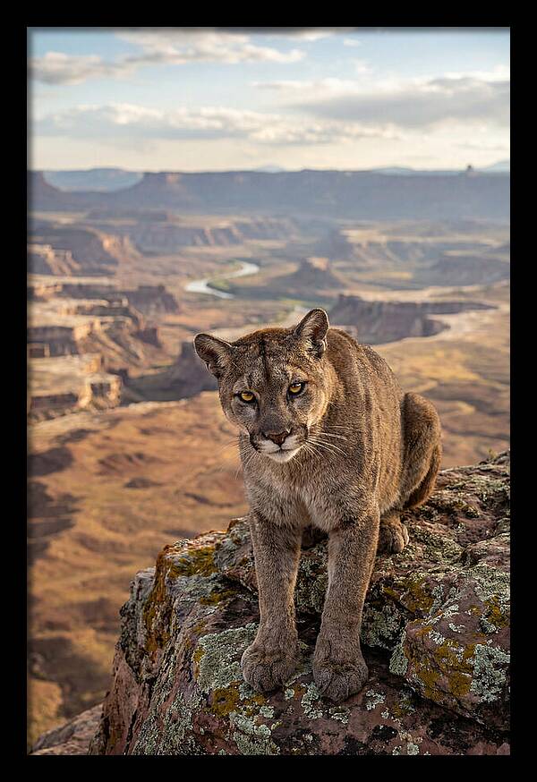 Majestic Mountain Lion Resting