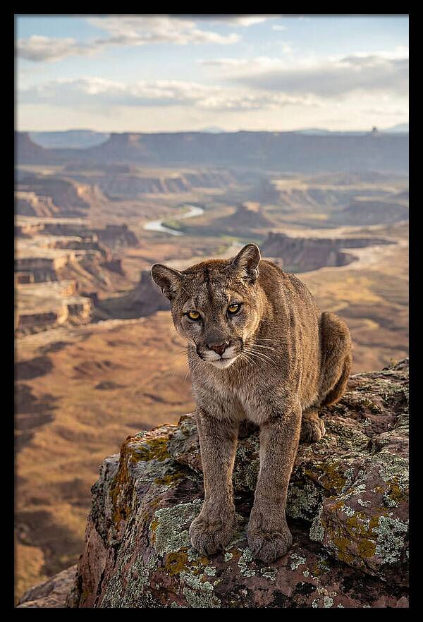 Majestic Mountain Lion Resting