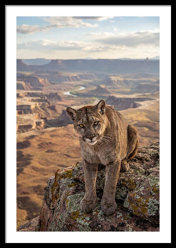 Majestic Mountain Lion Resting