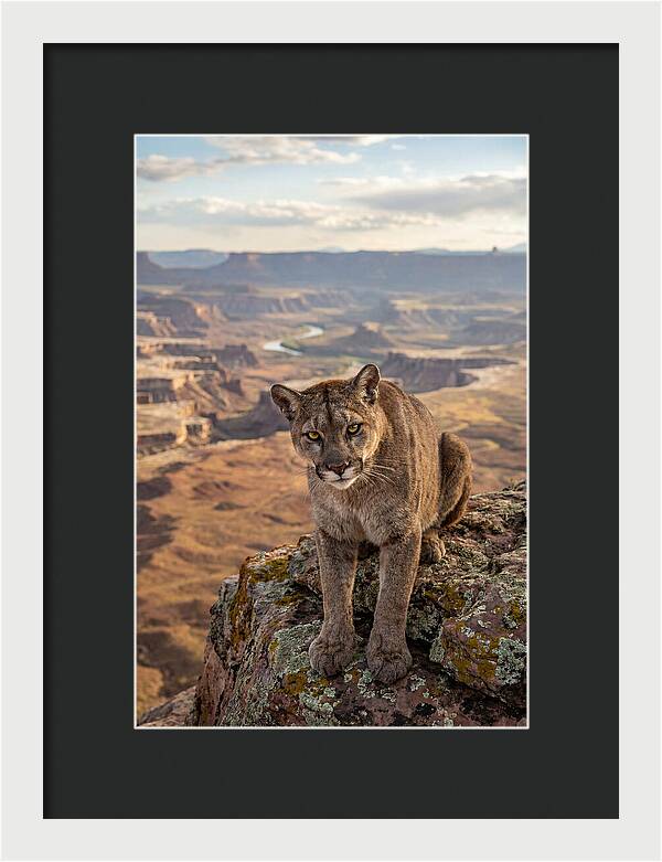 Majestic Mountain Lion Resting