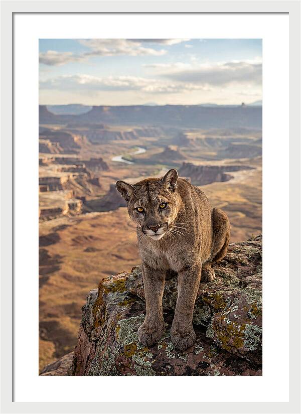 Majestic Mountain Lion Resting