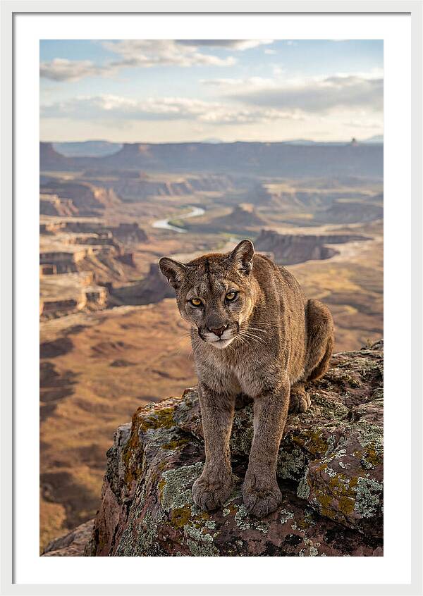 Majestic Mountain Lion Resting