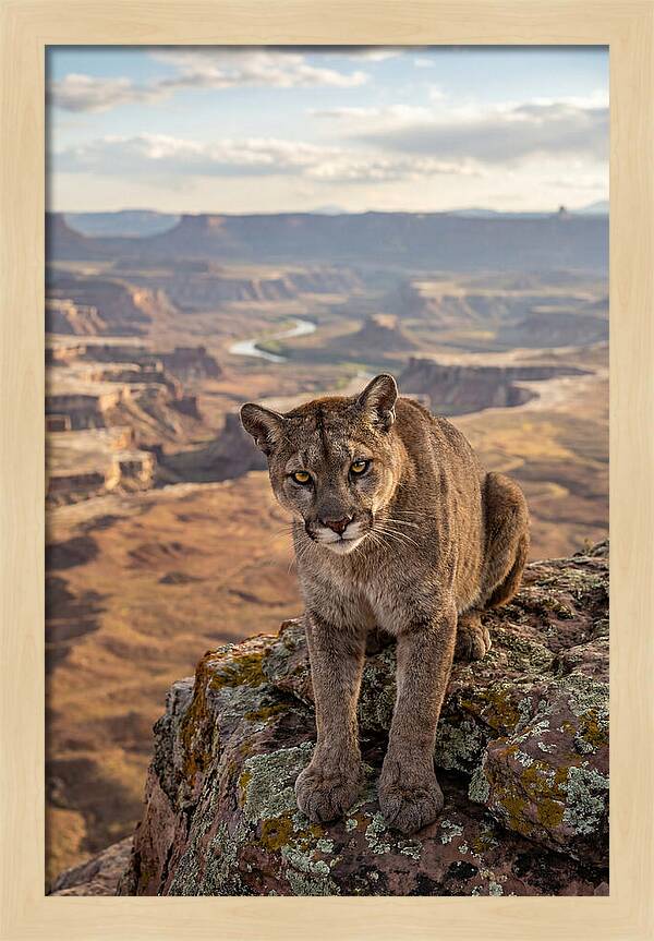 Majestic Mountain Lion Resting