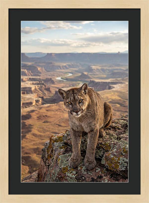 Majestic Mountain Lion Resting