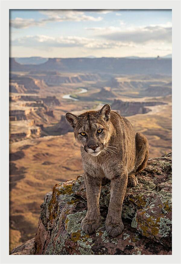 Majestic Mountain Lion Resting