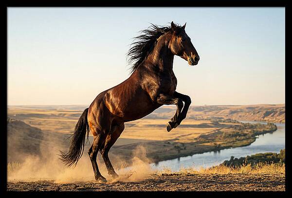 Majestic Mustang Stallion In Motion