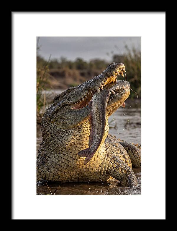 Majestic Nile Predator