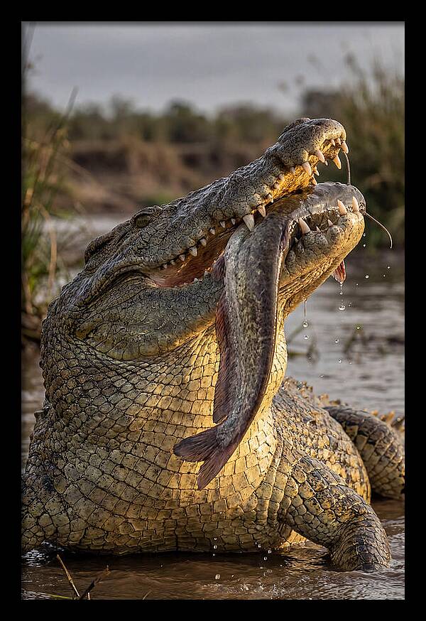 Majestic Nile Predator