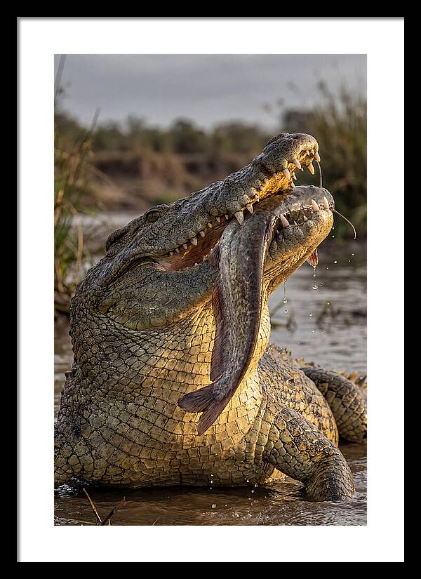 Majestic Nile Predator
