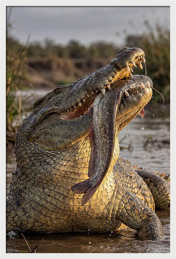 Majestic Nile Predator