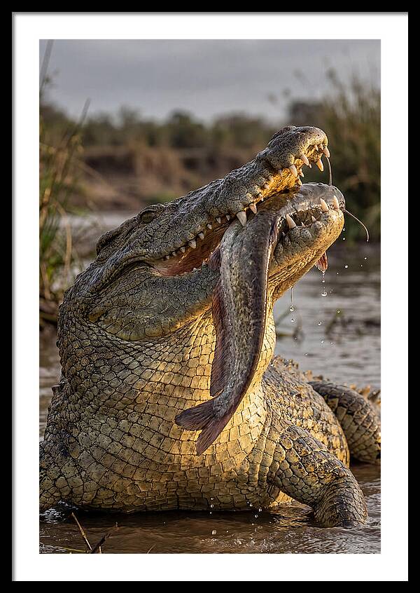 Majestic Nile Predator