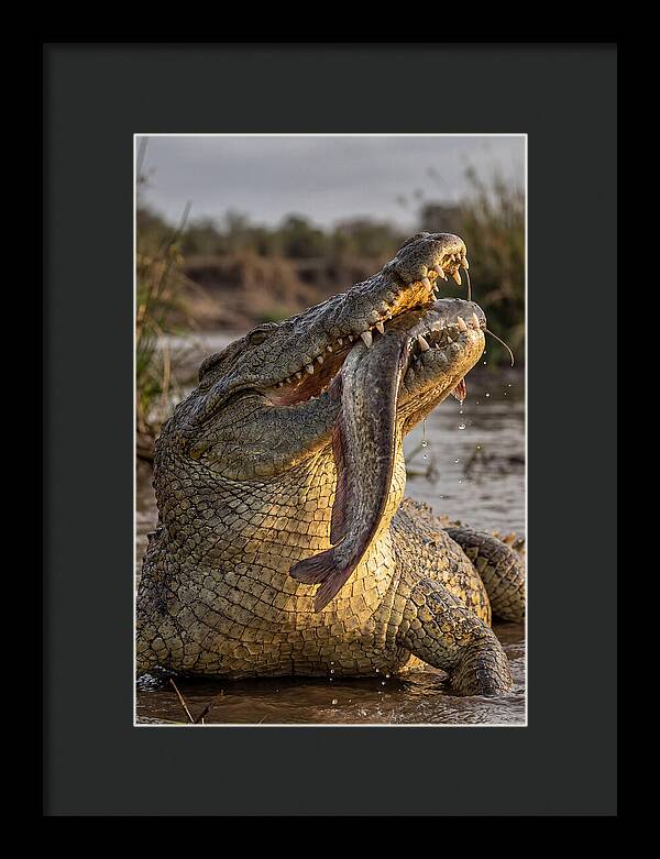 Majestic Nile Predator