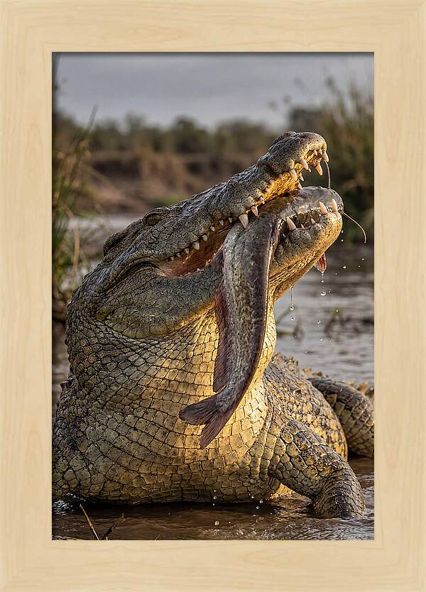 Majestic Nile Predator