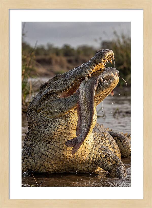 Majestic Nile Predator