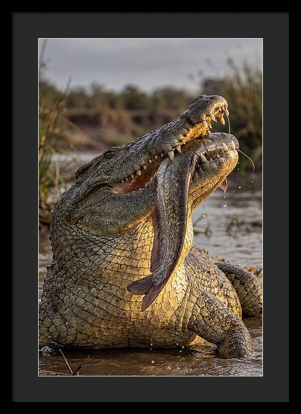 Majestic Nile Predator
