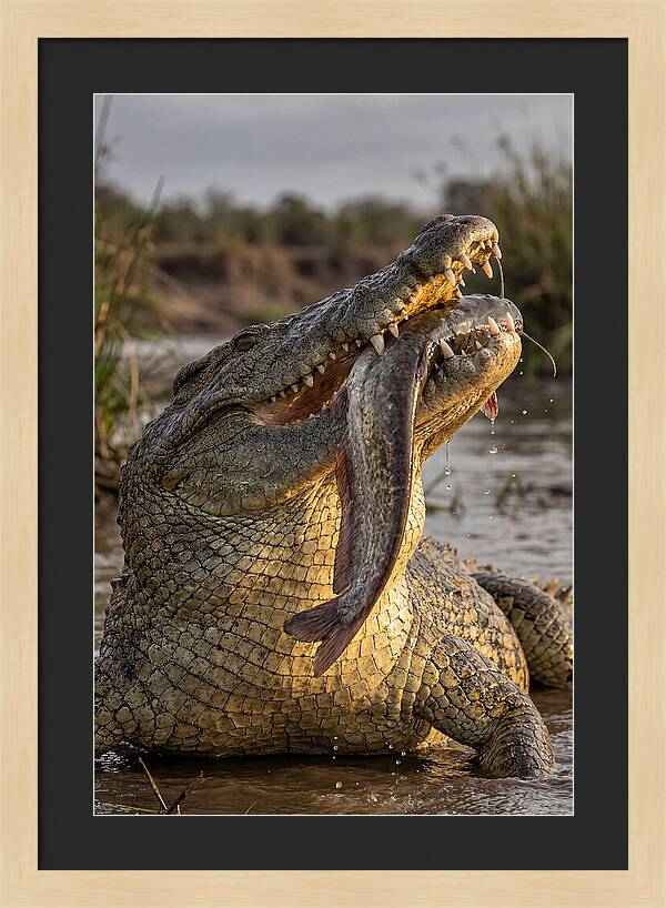 Majestic Nile Predator