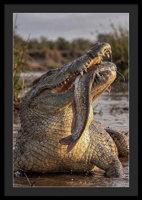 Majestic Nile Predator