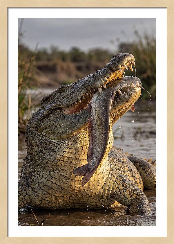 Majestic Nile Predator