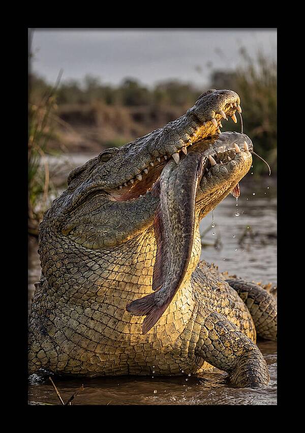Majestic Nile Predator