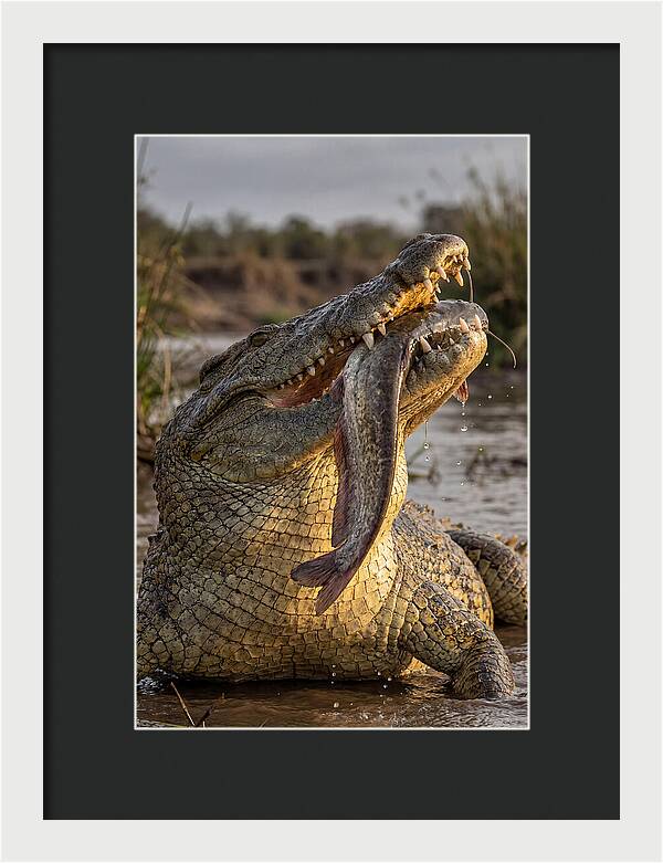 Majestic Nile Predator