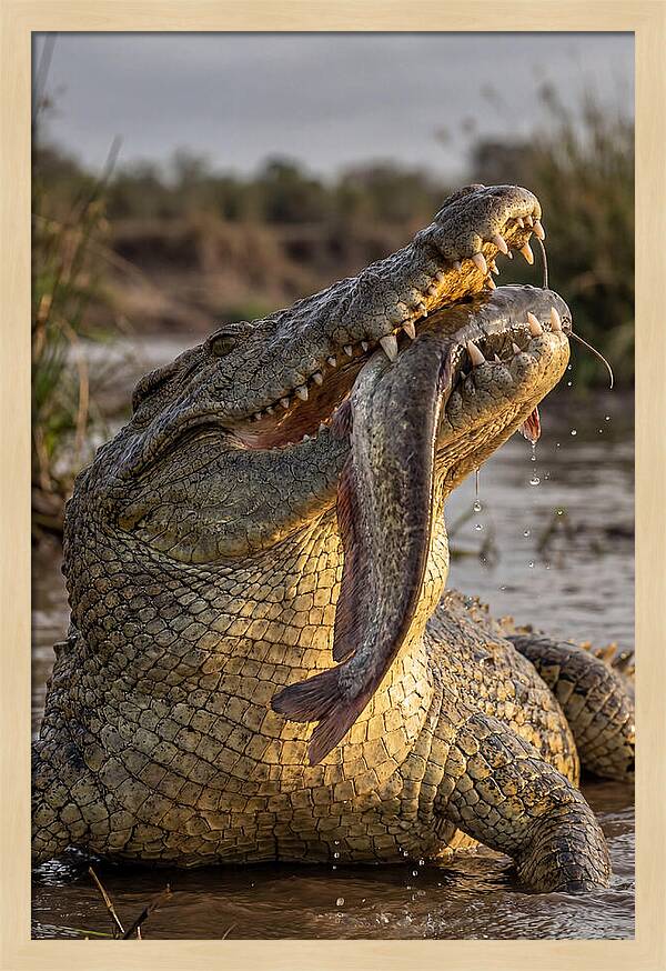 Majestic Nile Predator
