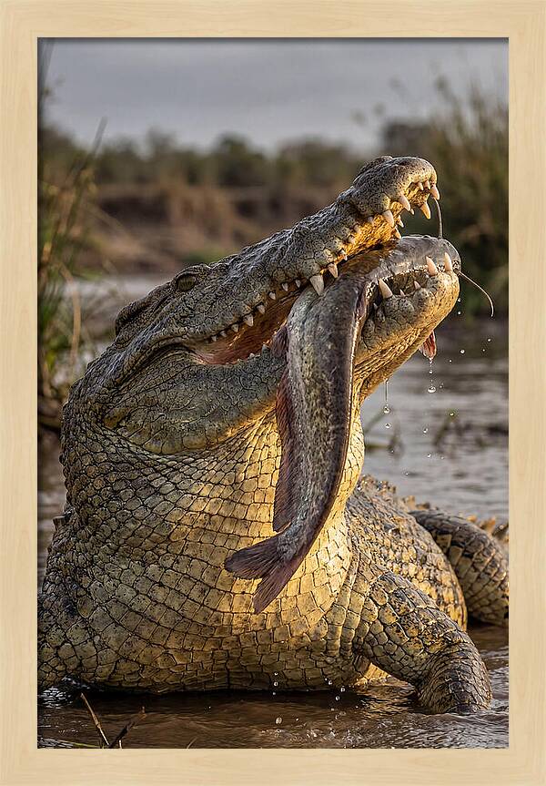 Majestic Nile Predator