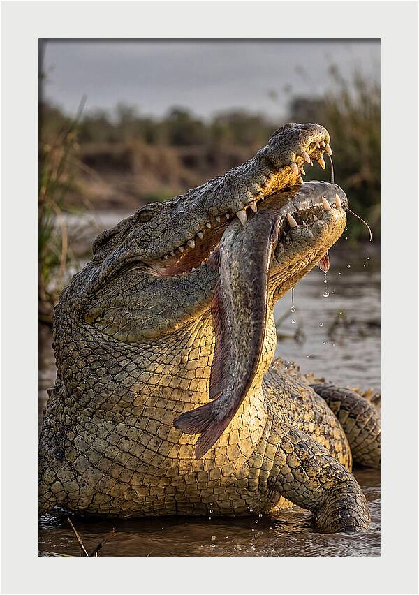 Majestic Nile Predator