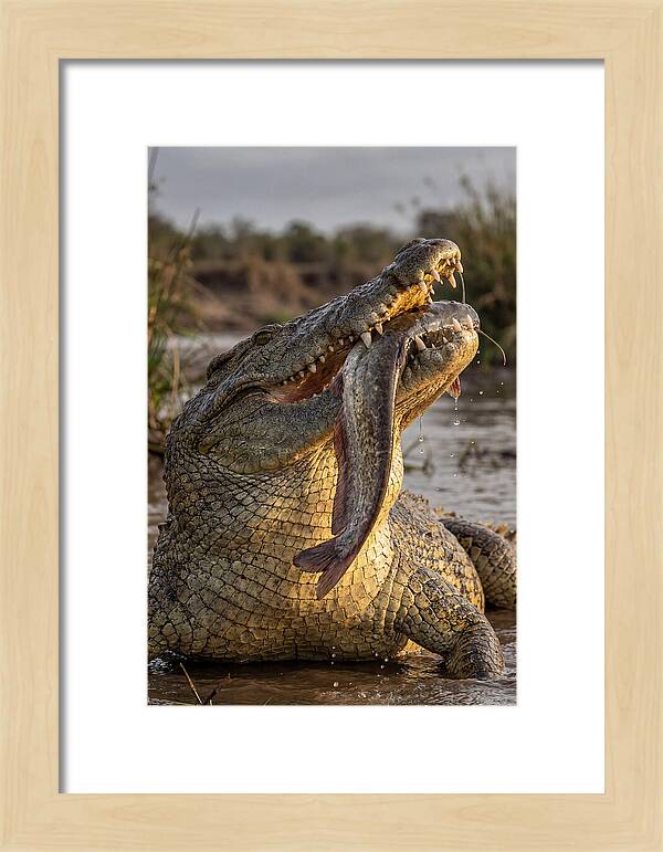 Majestic Nile Predator