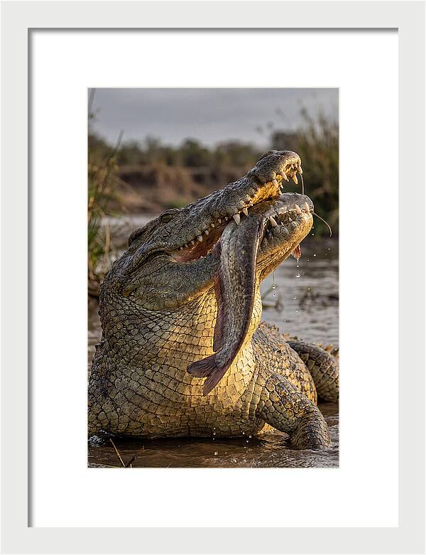 Majestic Nile Predator