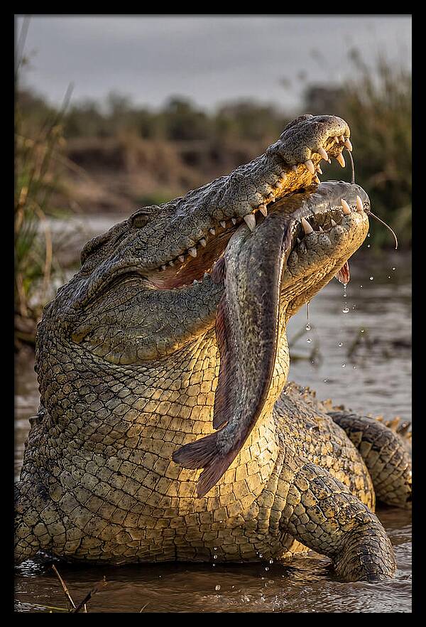 Majestic Nile Predator