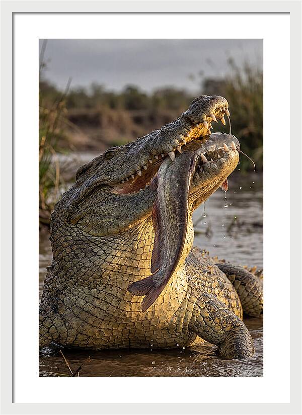 Majestic Nile Predator