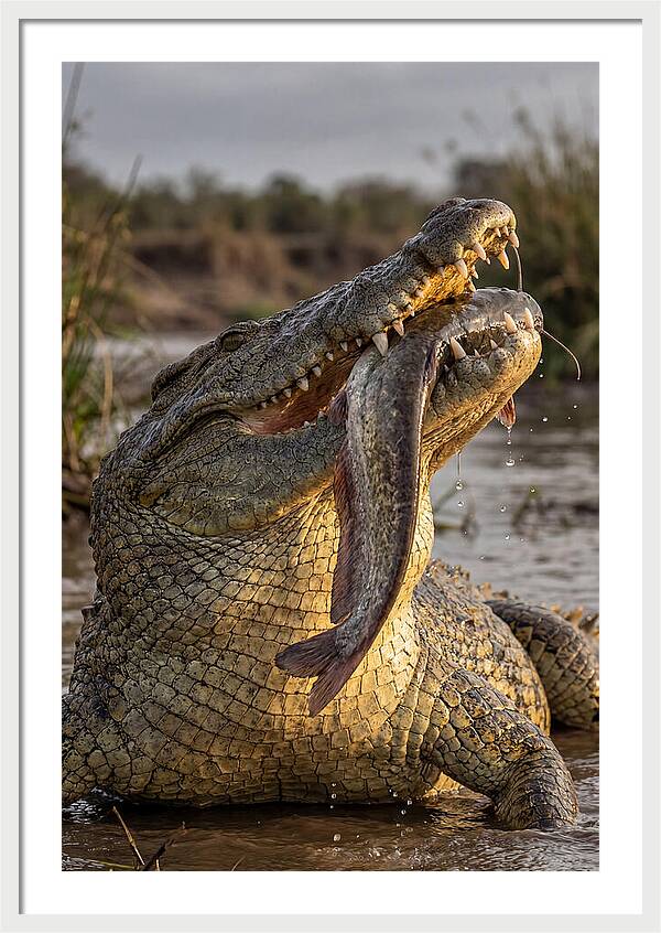 Majestic Nile Predator