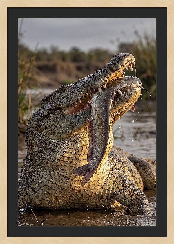 Majestic Nile Predator