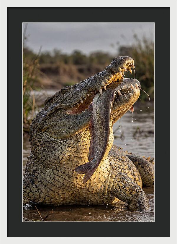 Majestic Nile Predator