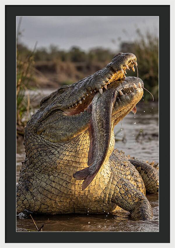 Majestic Nile Predator