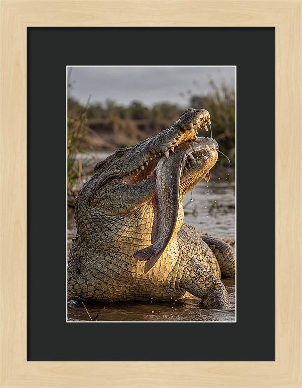 Majestic Nile Predator