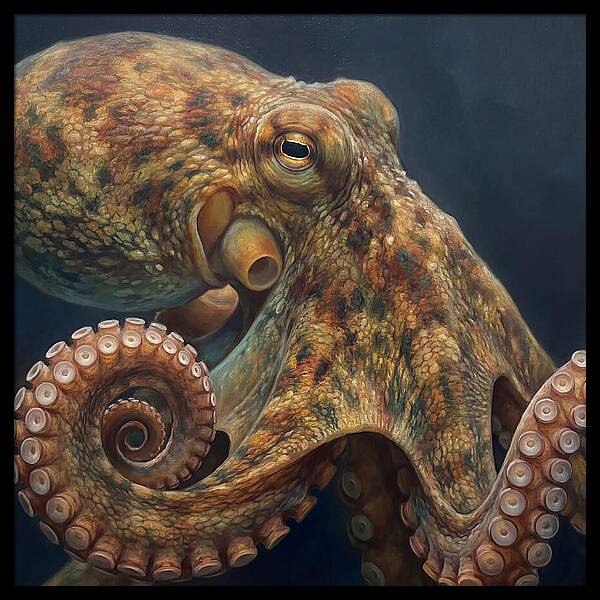 Majestic Octopus Encounter