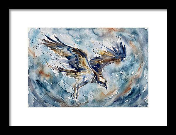 Majestic Osprey Soaring