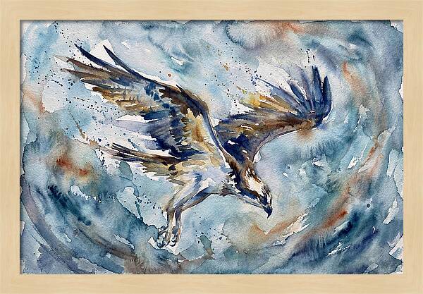 Majestic Osprey Soaring