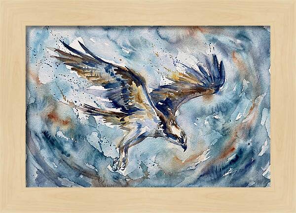 Majestic Osprey Soaring