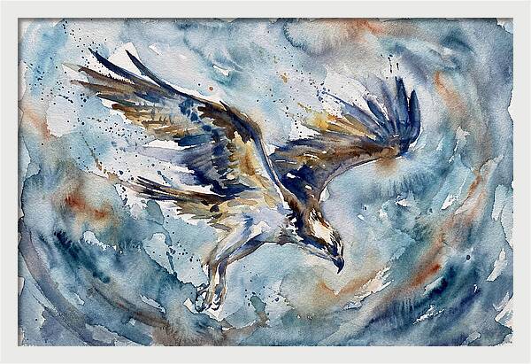 Majestic Osprey Soaring