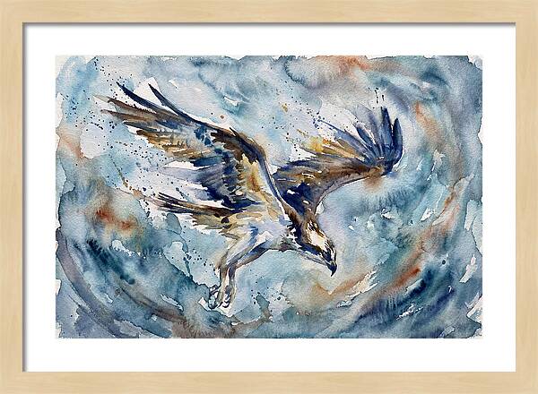 Majestic Osprey Soaring