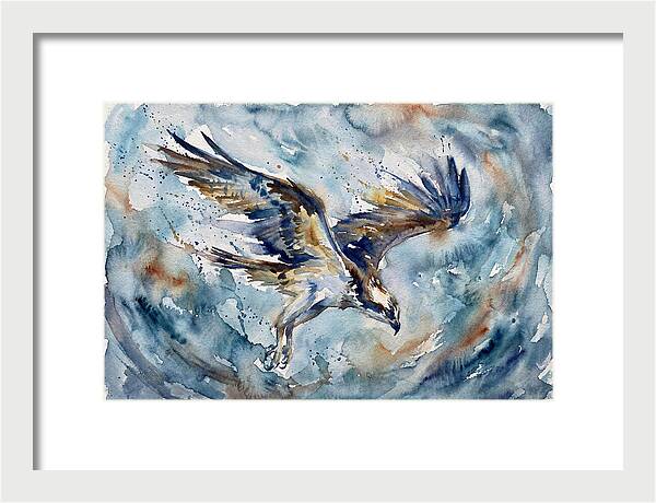 Majestic Osprey Soaring