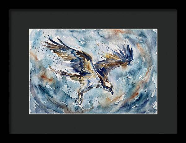 Majestic Osprey Soaring