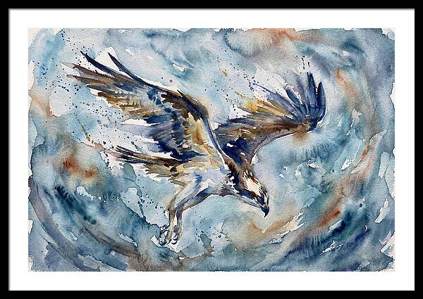 Majestic Osprey Soaring